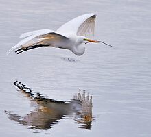 Great White Egret with Nesting Materials by Bonnie T. Barry