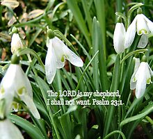 SNOWDROPS (text Psalm 23 v 1) by Shoshonan