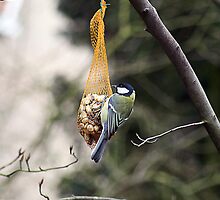 A Little Blue Tit by patjila