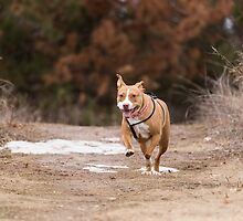 Shelby Kicking Up Her Heals by Thomas Young