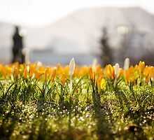 Spring is here! Bergen, Norway. by Paulius Bruzdeilynas