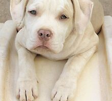 Will You Take Me Home? by Ginny York
