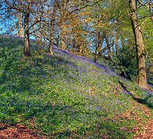 The Bluebell Woods by Jamie Green