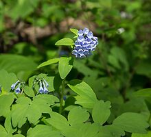 Virginia Bluebells by Lynn Gedeon