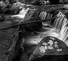 Hidden Treasure by Sue Cullumber