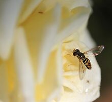 Stop and Smell the Roses by aprilann