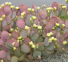 Pretty in Purple, Origin Sonoran Desert by Navigator