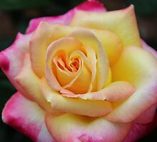 One Colorful Rose by Cynthia48