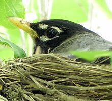 Awaiting The Hatching by Martha Medford