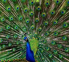 Here I am...looking for love! by narekhovas