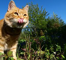Hungry cat by turniptowers