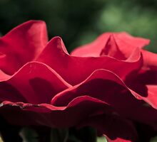 Rose by corvusdesign