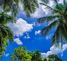 The Palm Sky Blue by Charman69