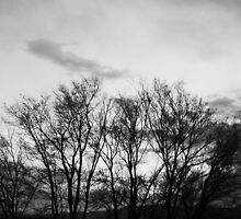 Trees Going Nowhere by Andrey Molina