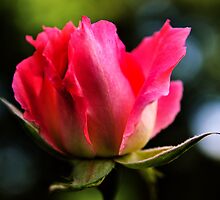 Rose bud by JEZ22