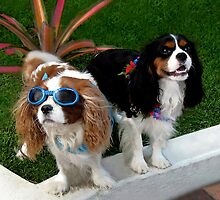 ☆*'*☆* °♥ ˚ • ★ *˚ We Got A Groovy Kinda Love - Cavaliers Canine Throw Pillow ☆*'*☆* °♥ ˚ • ★ *˚ by ✿✿ Bonita ✿✿ ђєℓℓσ