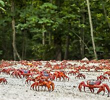 Red Crab Migration - The Journey Begins by Karen Willshaw