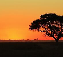 Sunset Gold - Nature Background - African Peace by LivingWild