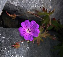 Bloody Cranesbill, Dun Aengus, Inishmore by George Row