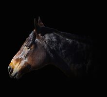 Out Of The Dark by Gary Benson