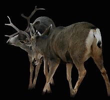 Suitors by Gary Benson