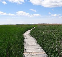 Path in the tall grass by daniellebotto