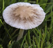 Mystery 'Shroom! by heatherfriedman