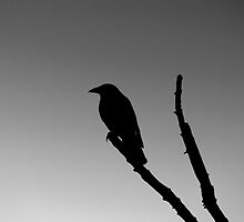 The Watcher by LinneaJean