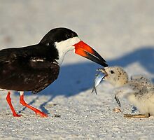 Black Skimmer 3:Successful transfer-Chick now has fish! by jozi1