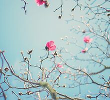 MAGNOLIA by Bloom by Sam Wales