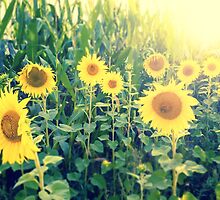 sunflowers at the cornfield by novopics