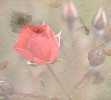 Textured Rose by Deborah McGrath