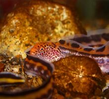 A young Wolf EEL by BravuraMedia