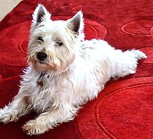 Archie At Christmas by lynn carter