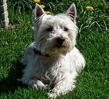 Archie Enjoying The Sunshine by lynn carter