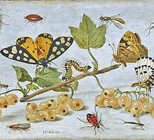 Insects Crawling by BravuraMedia