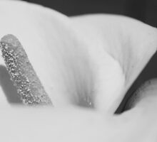 Phallic by Nature by Rosalee Lustig