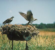 Osprey Nest by BravuraMedia