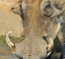 Warthog Pleasure - Quench of Life and Joy by LivingWild