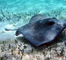 Southern Stingray by BravuraMedia