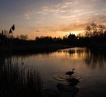 The Posing Goose by Georgia Mizuleva