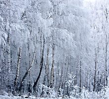 Beautiful winter day. Buy Now Pay Now or Later ! Hahhhhha.....Life is too short !Doctor Andrzej Goszcz by © Andrzej Goszcz,M.D. Ph.D