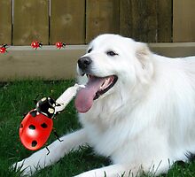OH...LADYBUG ...THATS A COOL DRINK OF WATER...(CANINE-LADYBUG) - PICTURE & CARD & PILLOW -TOTE BAG by ✿✿ Bonita ✿✿ ђєℓℓσ