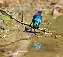 White Belly Sunbird - Beautiful Blue by LivingWild