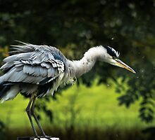 Grey Heron Dusting Feathers by Ralph Goldsmith