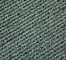 Corn field by Maxim Mayorov