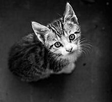 Young cat in box close up by Anna Váczi