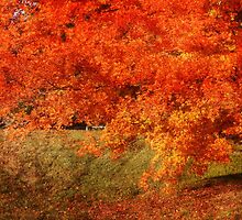Rust Tree In Autumn by Ginger Barritt