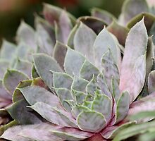 Succulent by Ginger Barritt