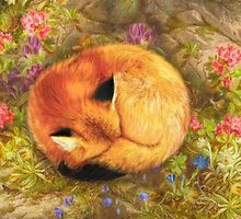 The Cozy Fox by Aimee Stewart